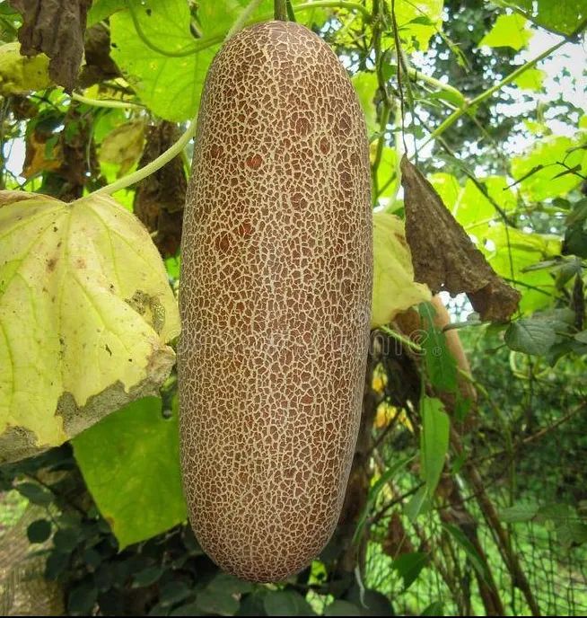 Hạt giống dưa chuột đá (Dưa chuột lưới)