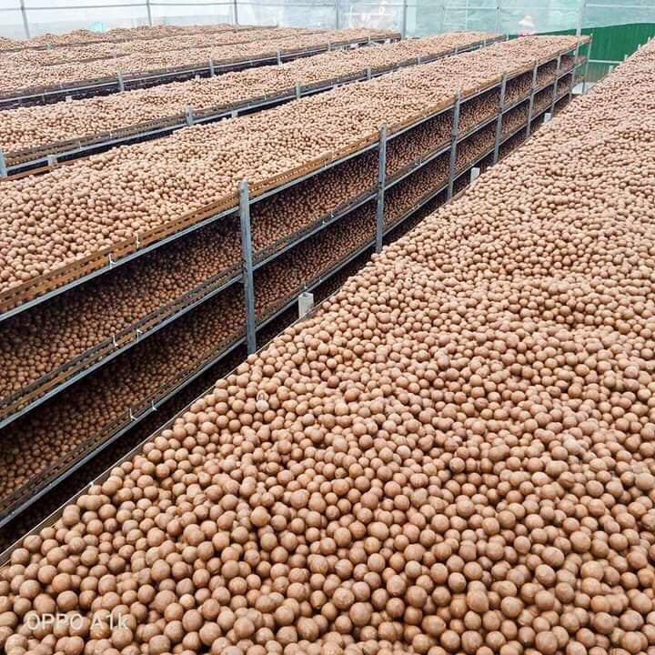 Macca Sấy ĐĂK LĂK Loại Ngon (500gr)