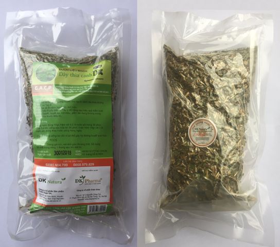 trà dây thìa canh lá to