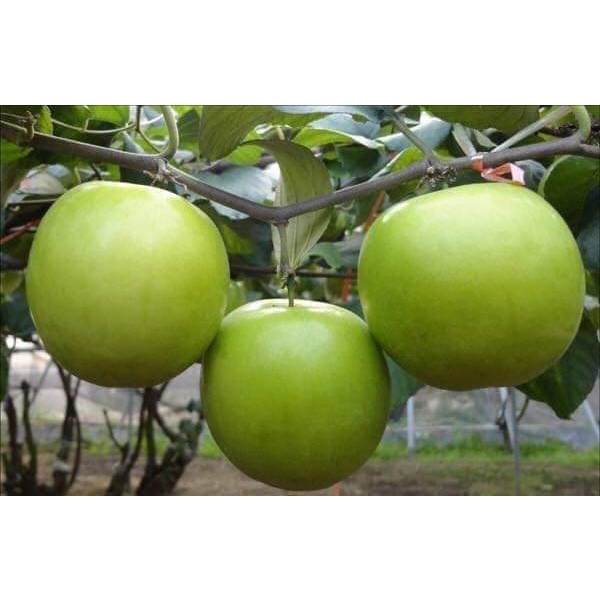 Giống cây táo đại thái lan _cây giống đức mạnh