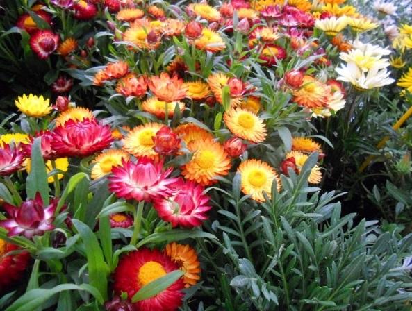 Hạt giống hoa Cúc bất tử mix