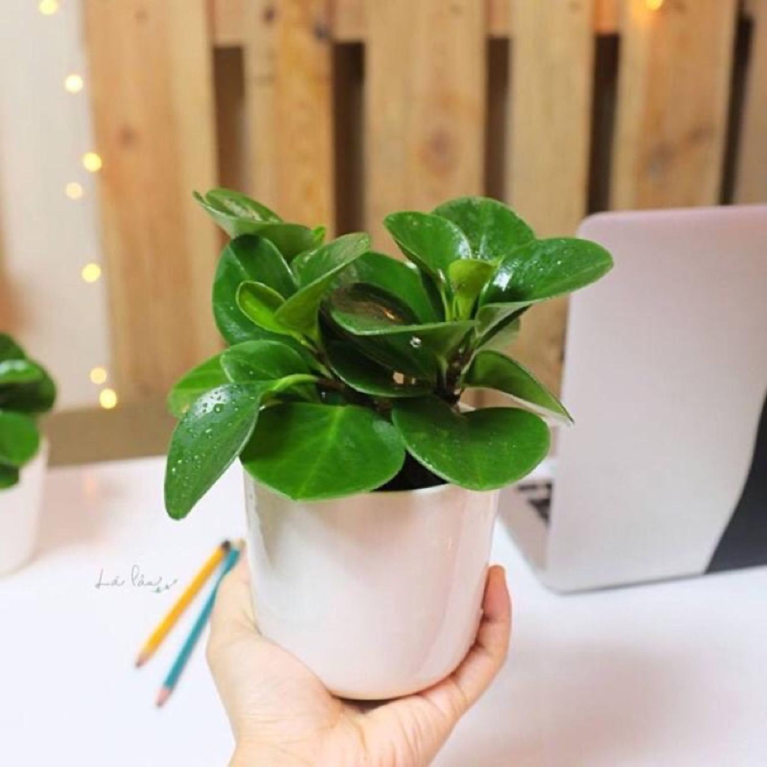 Cây trường sinh để bàn