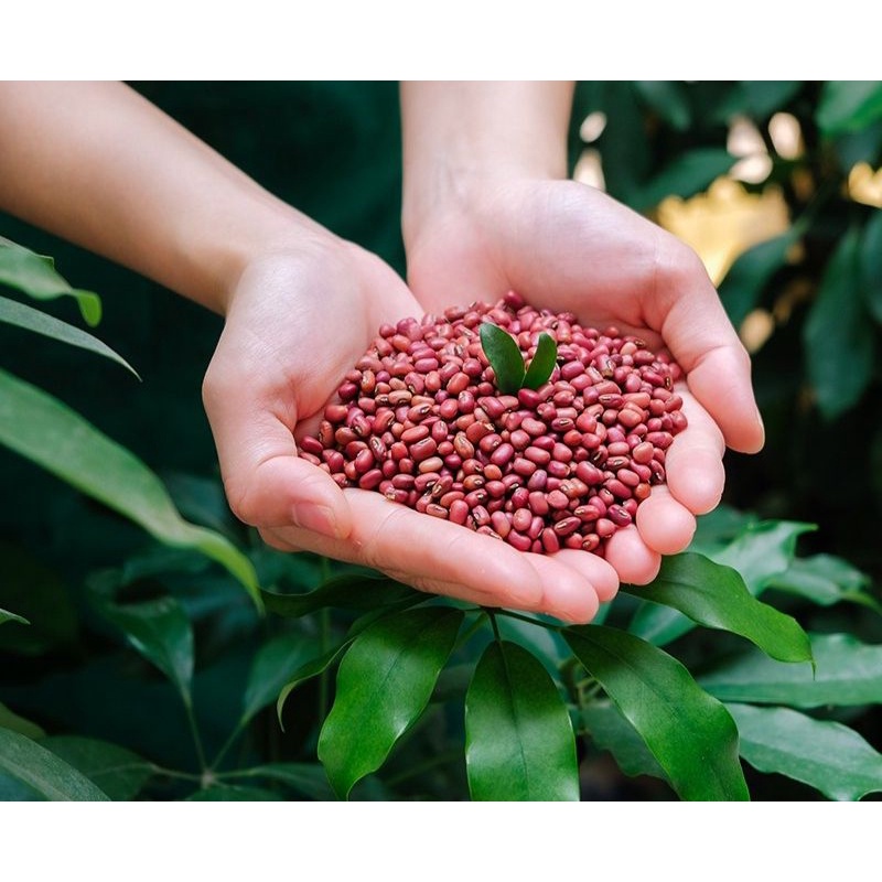 500g Bột đậu đỏ hạt nhỏ nguyên chất 100% (dùng đắp mặt, tắm trắng....)