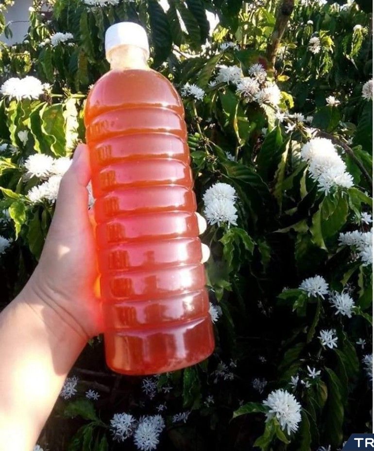 Mật ong hoa cà phê nguyên chất Đắk Lắk (1 lít)