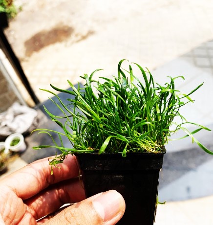 Cây cỏ lưỡi rắn thủy sinh