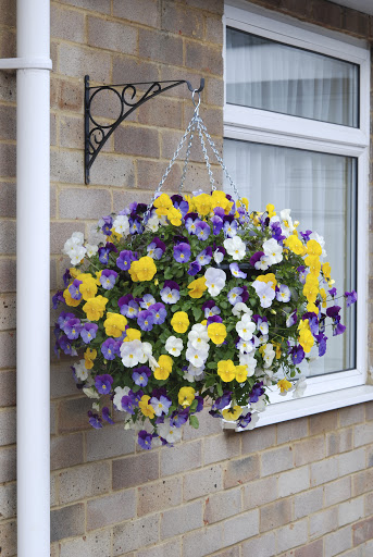 Hạt giống Hoa Pansy (Hoa Viola) mix màu - Gói 15 hạt