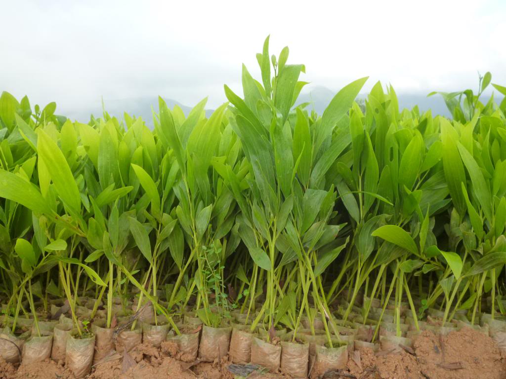 [HCM]Hạt Giống Keo Tai Tượng