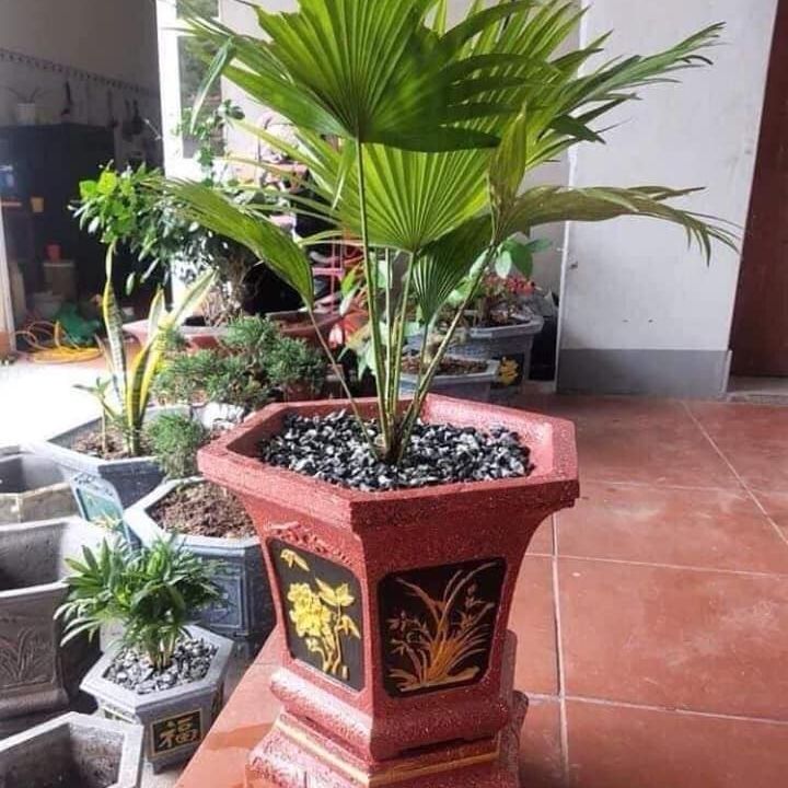 khuôn đúc chậu cảnh lục giác 31 (khuôn chậu ABS có lòng trong)