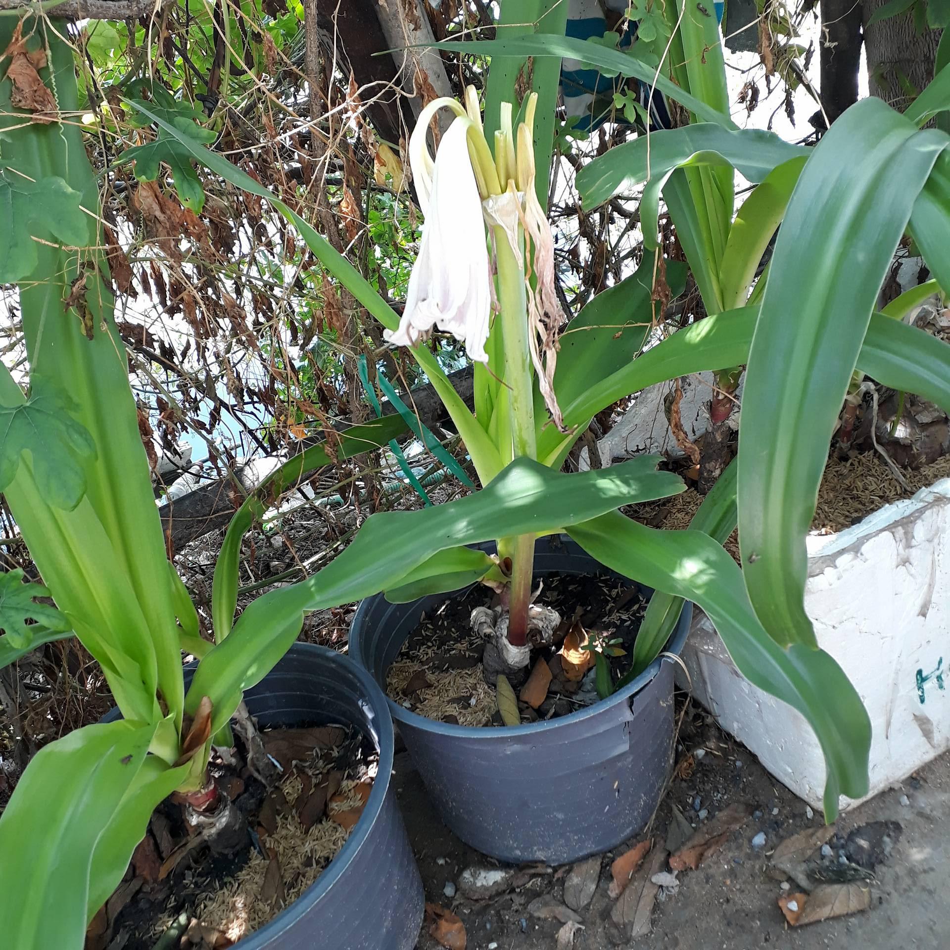 Cây  giống trinh nữ hoàng cung