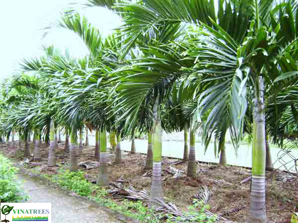 combo 6 cây cau thái trắng