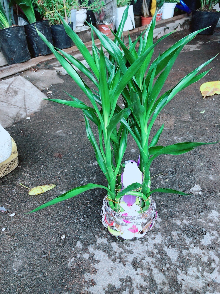 Chậu Trúc Phát Tài