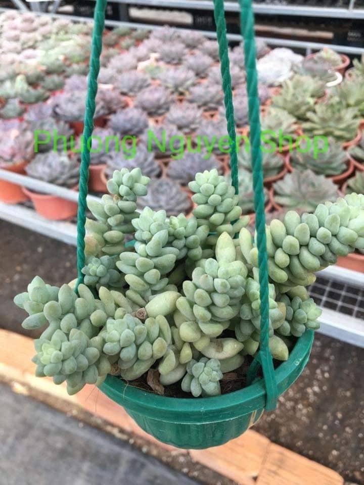 Sen Đá Chuỗi Ngọc Bi Chậu Treo