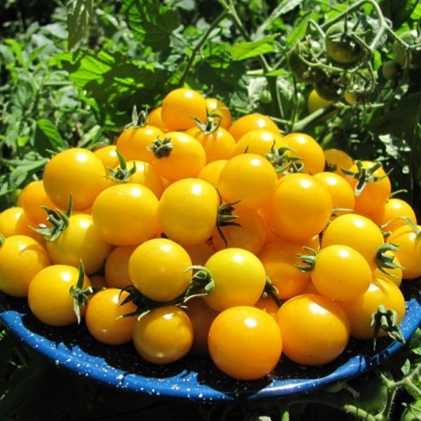 Hạt giống Cà Chua bi tròn lùn quả vàng