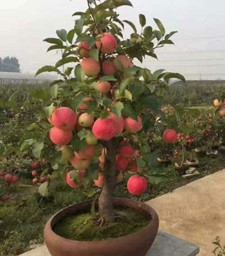 Hạt giống cây táo lùn đỏ ( táo bonsai ) - Gói 10 hạt