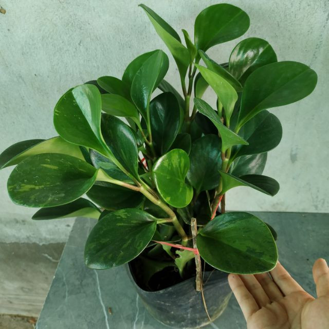 Trường sinh - CayGiongTot