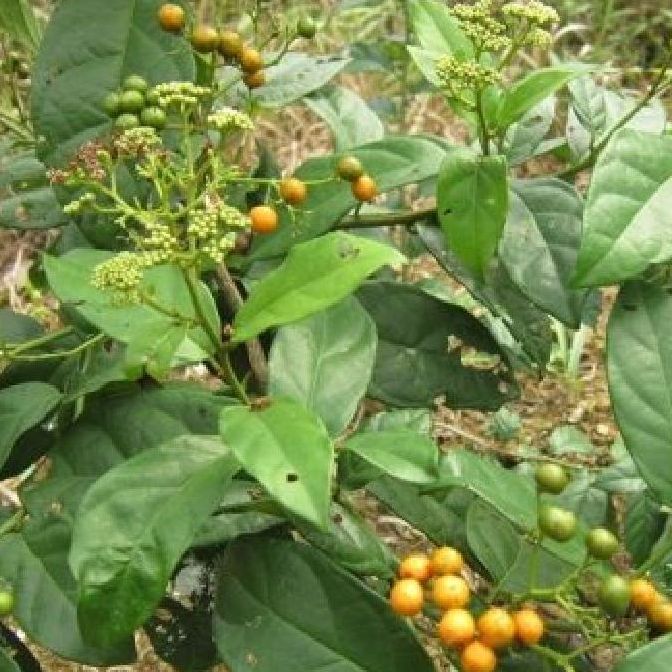 Hạt giống cây xạ đen dể trồng/gói 20 hạt