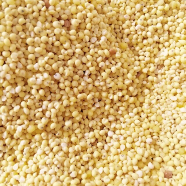 [HCM]Hạt Kê Nếp Vàng ĐÃ BÓC VỎ |500G