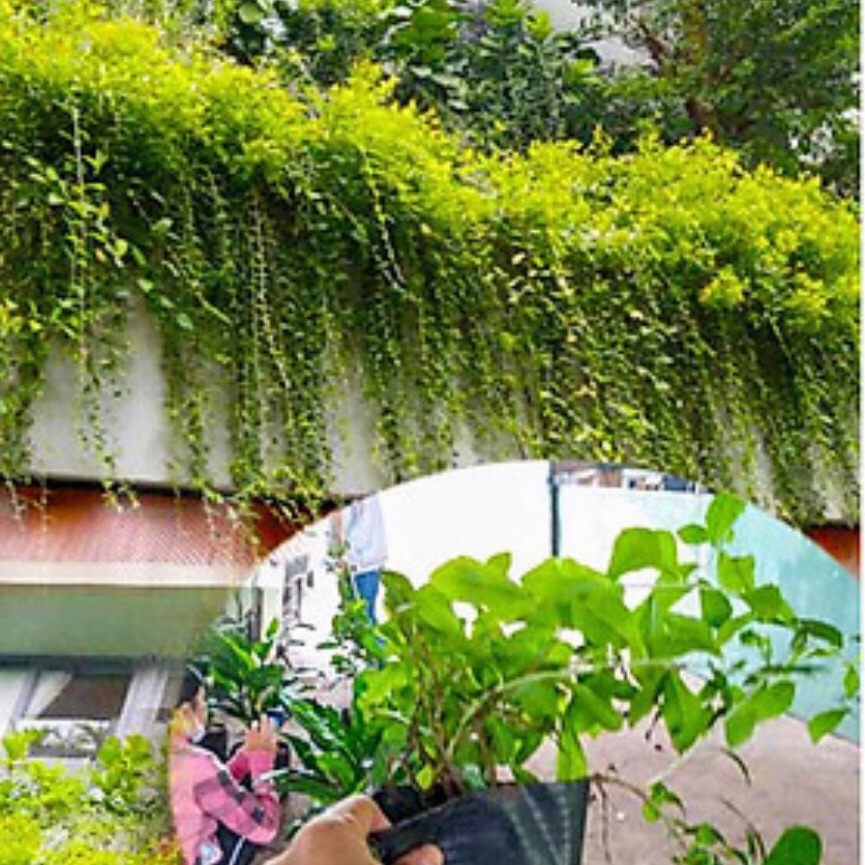 caykiengsadec - Cúc tần ấn độ + tặng phân bón cho cây mau lớn - trang trí nội thất - cây phong thủy - hoa kiểng lá