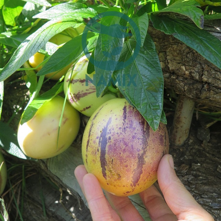 Hạt giống dưa pepino ( tặng phân bón kích mầm ).
