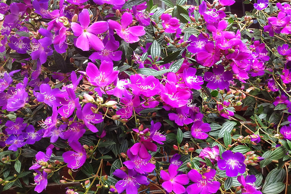 Chậu cây giống hoa Mua Thái (hoa sim Thái) cao 30-40cm đang hoa nhiều nụ - cây cho hoa Tím lịm quanh năm, cực dễ trồng