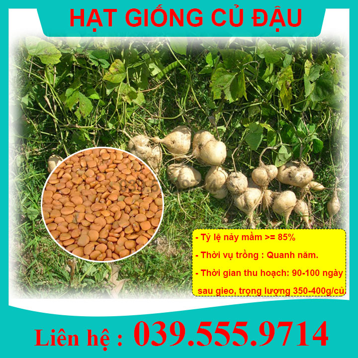 HẠT GIỐNG CỦ ĐẬU Tỷ Lệ Nảy Mầm Cao