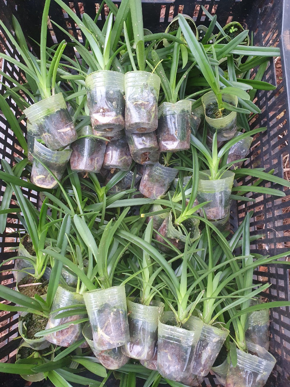 kiếm cặp lai cym 17