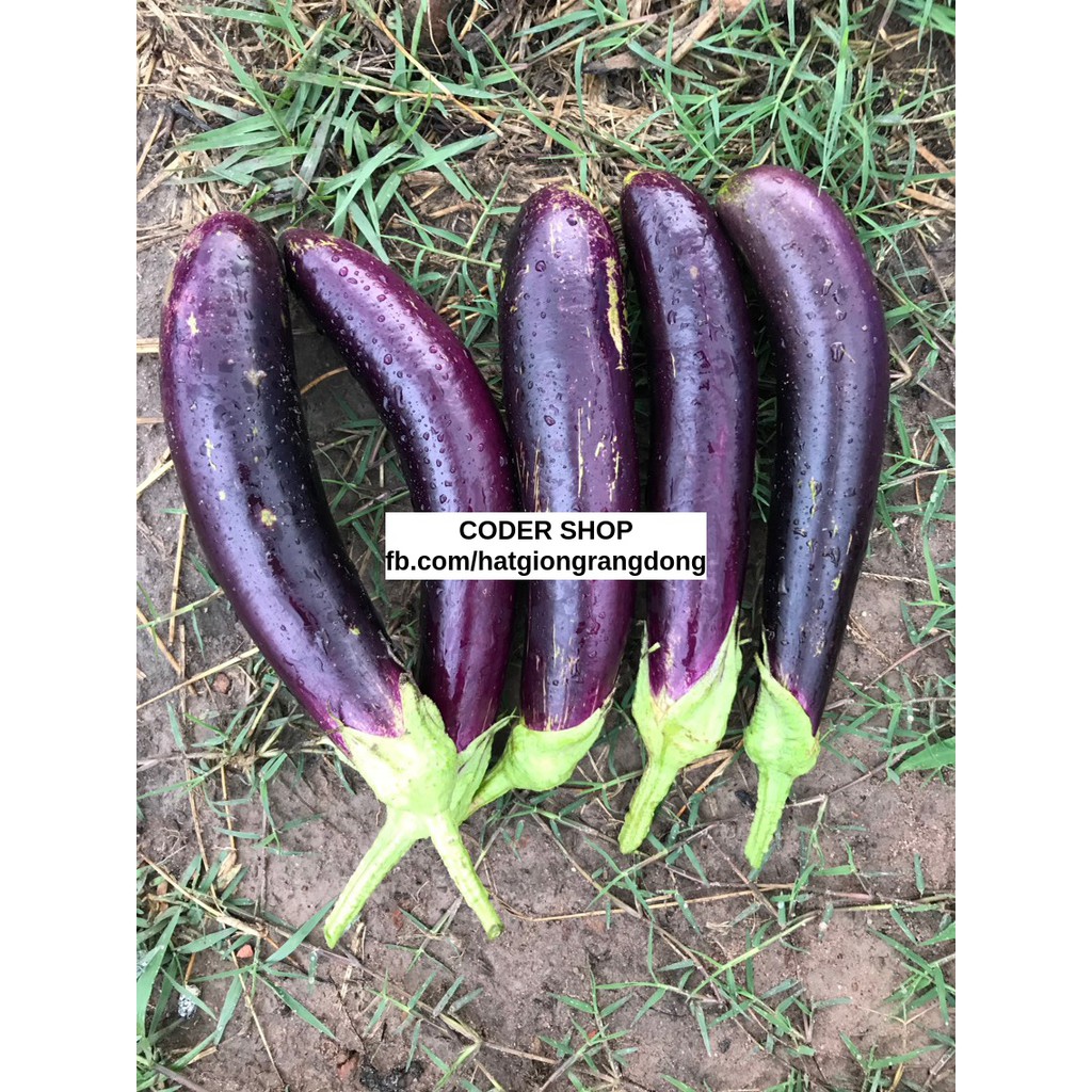 Hạt Giống Cà Tím Rạng Đông 2.5Gram
