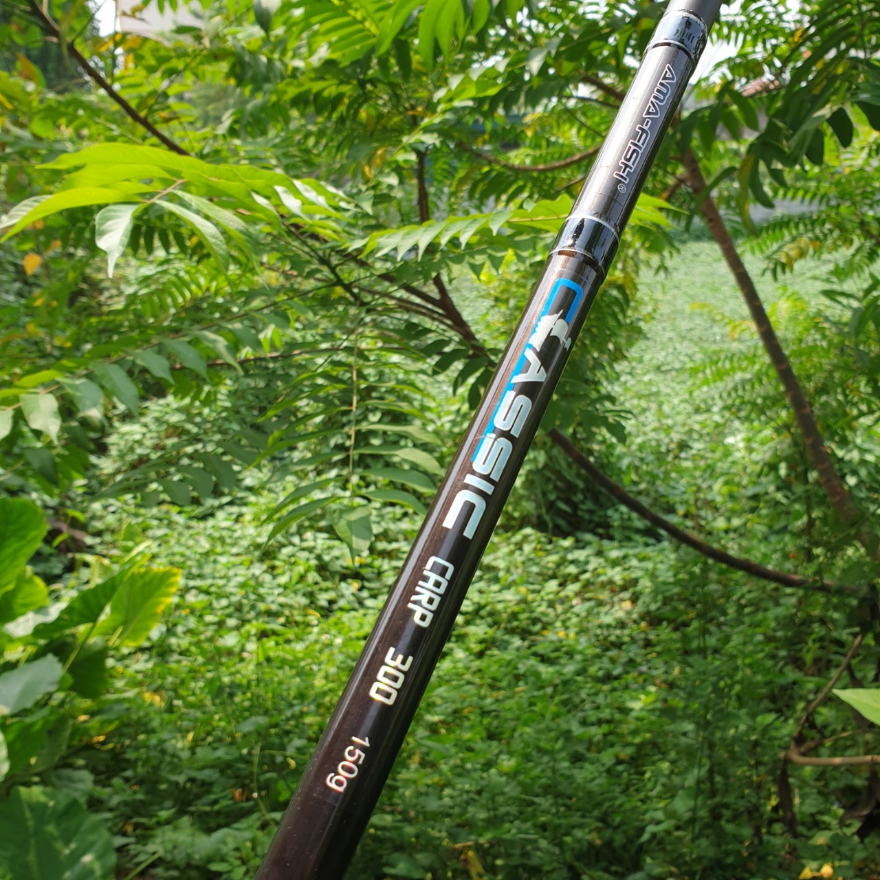 Cần Câu Cá 3 Khúc ASSIC CARP ( Ngu Long )