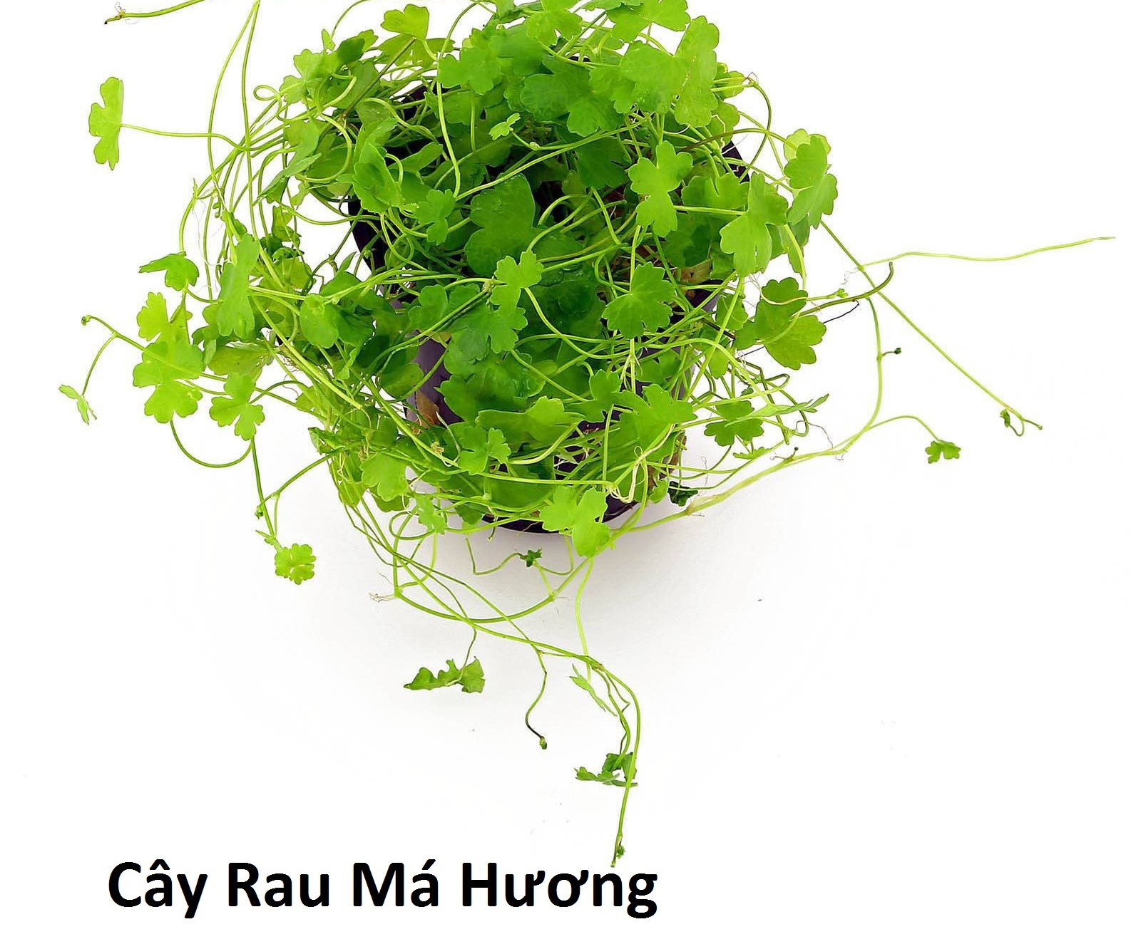 RAU MÁ HƯƠNG (rau má mèo, rau má lá nhỏ)- bầu giống