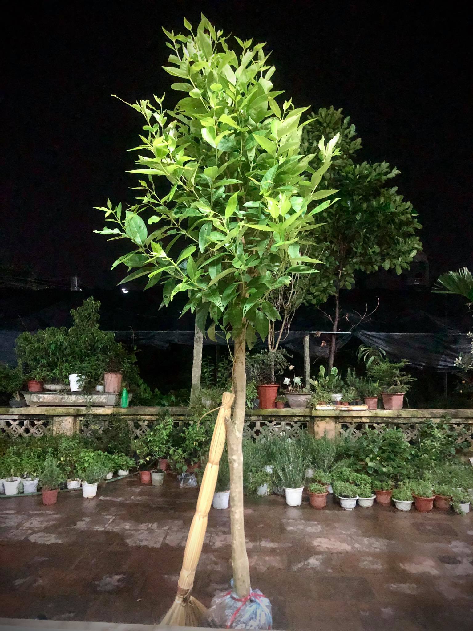 Cây vối nếp cao 1.2m (ảnh thật)