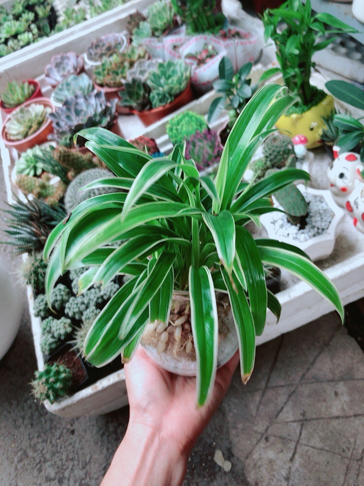 Chậu Lan Chi Thuỷ Sinh