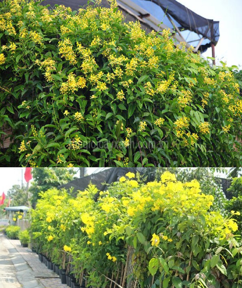[HCM]Hạt giống hoa hoàng yến