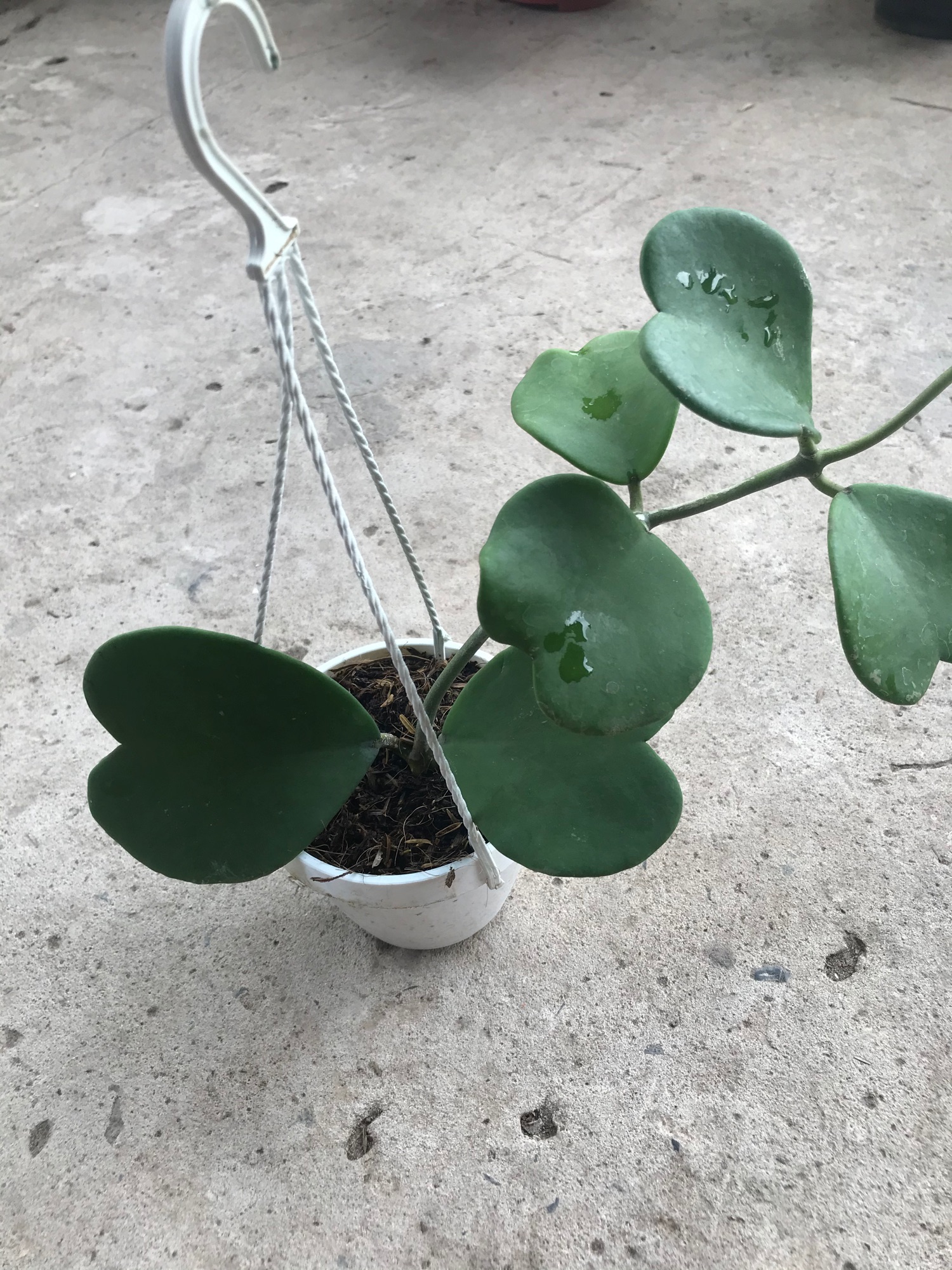 Caykiengsadec lan cẩm cù lá tim+ tặng phân bón