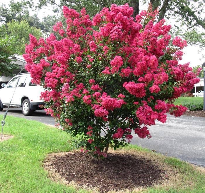 Tường vi bầu lớn - màu đỏ