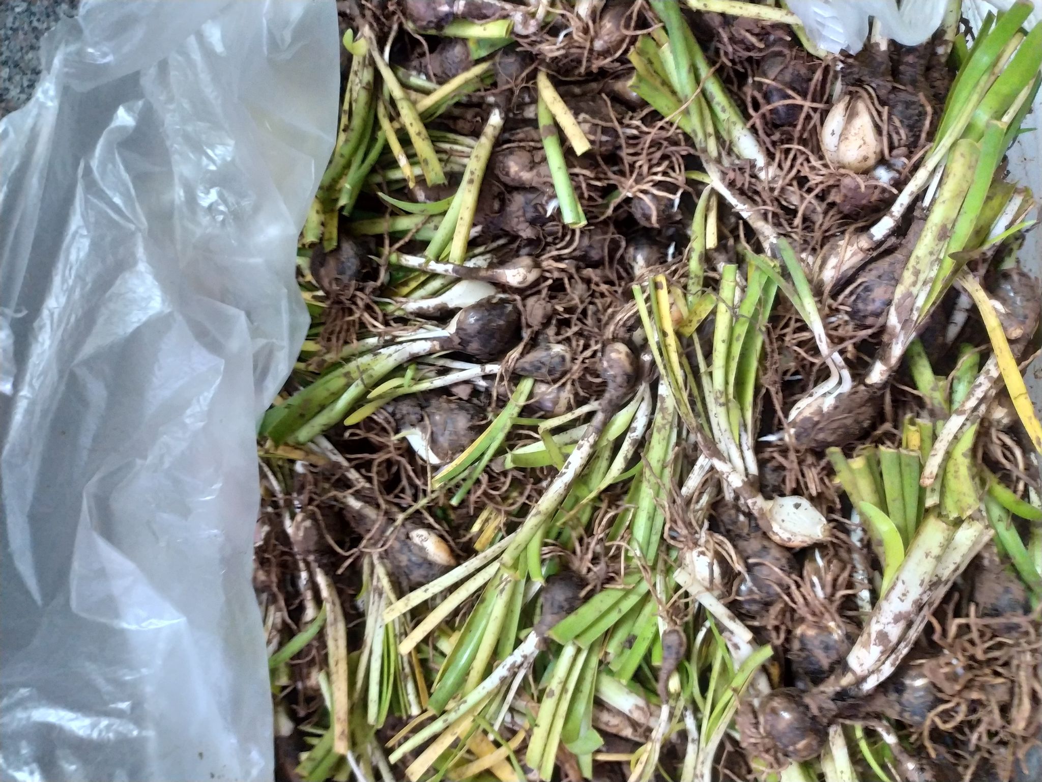 Set 50 củ hoa huệ mưa trắng