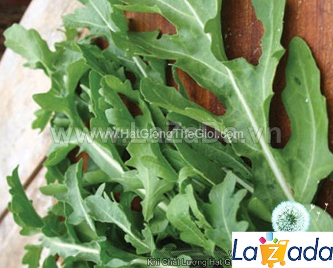 1000h Hạt Giống Arugula Rocket Lá Chẻ Pro (B1.303| C19*W50*M248)