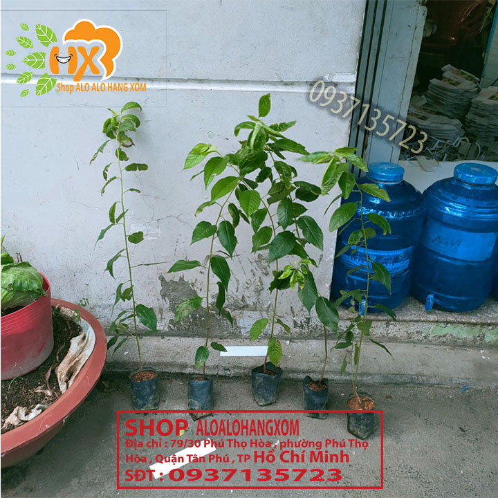 [HCM]combo 5 cây mai anh đào cây giống ( hiện nay có nhiều shop ăn cắp h/ả shop m )