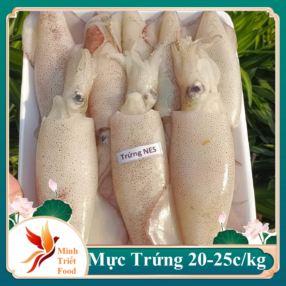 1kg mực trứng tươi size 20-25 con – mực ống trứng -đặc sản minh triết