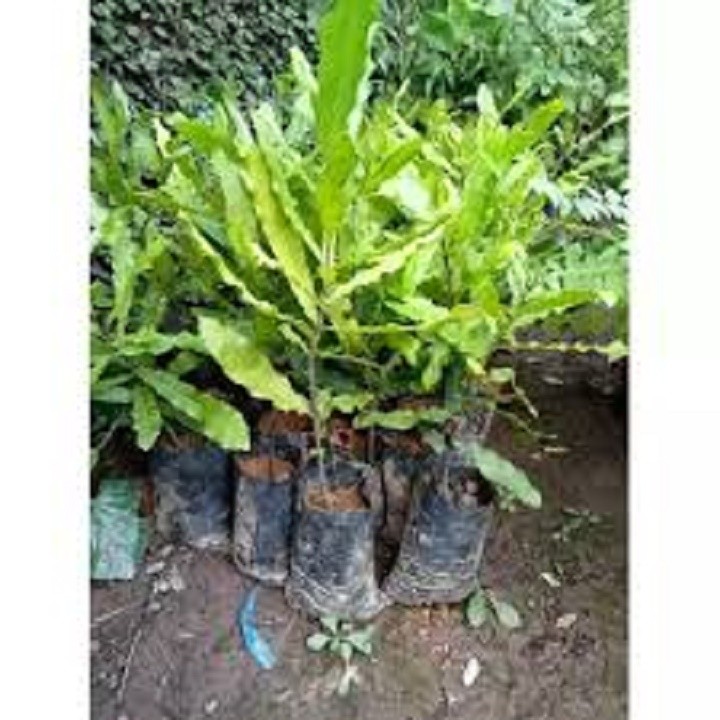 CÂY MACCA GIEO HẠT + Tặng 2 Cây Quế Giống