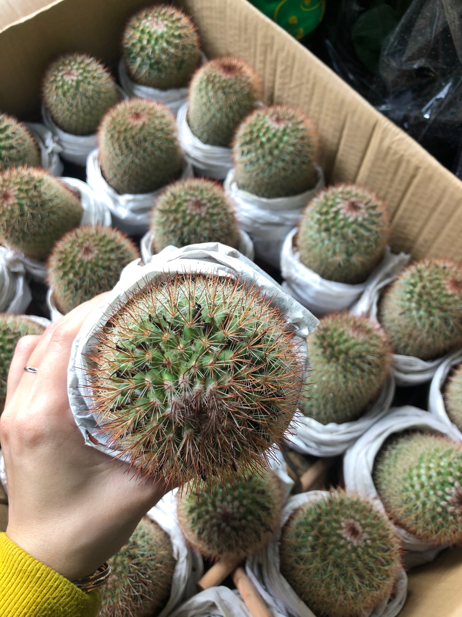 Xương rồng noto gai đỏ