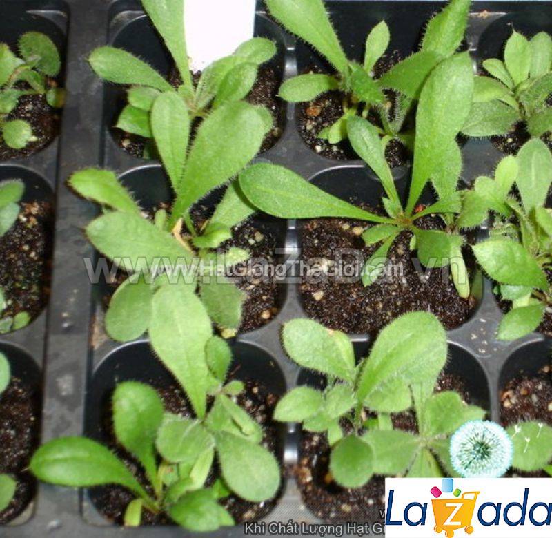50h Hạt Giống Hoa Salem Mix Màu (TL| -KD: B36*V44*M181)