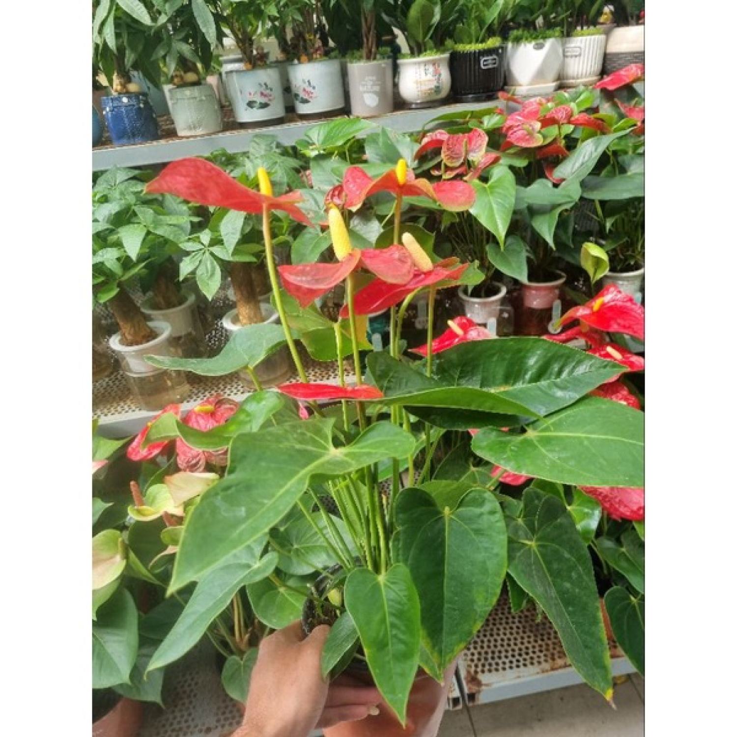 Chậu cây hồng môn đỏ (cây size lớn nhiều thân)