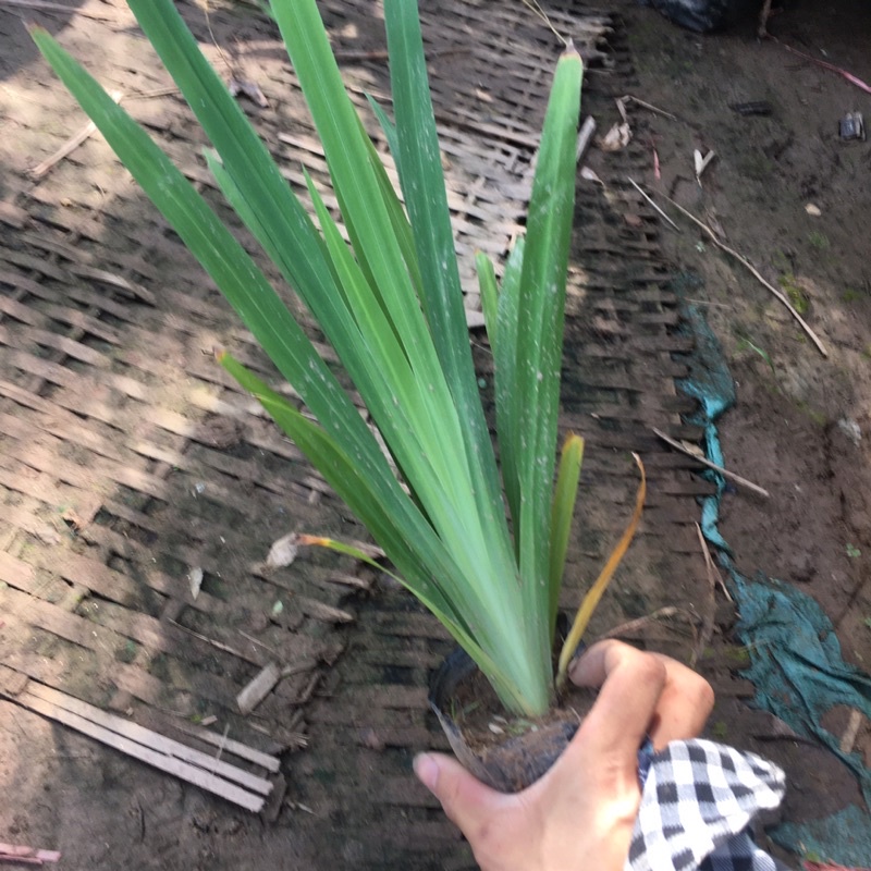 Cây Diên Vĩ (Hoa Iris) Trồng Sẵn Bầu Đen Ổn Định (Cây Như Hình)