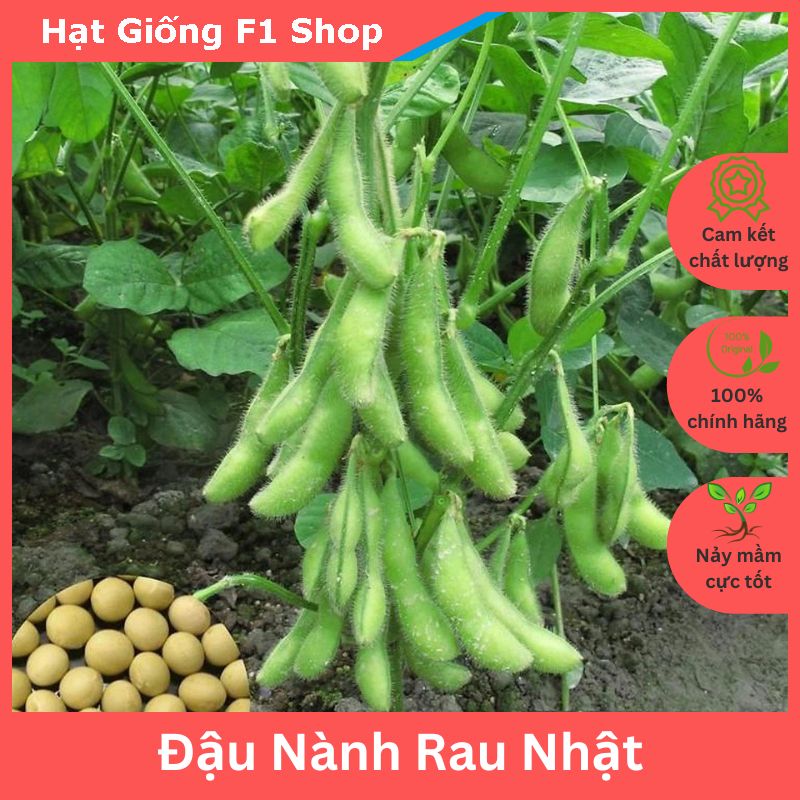 Hạt giống đậu nành rau nhật bản thơm ngon