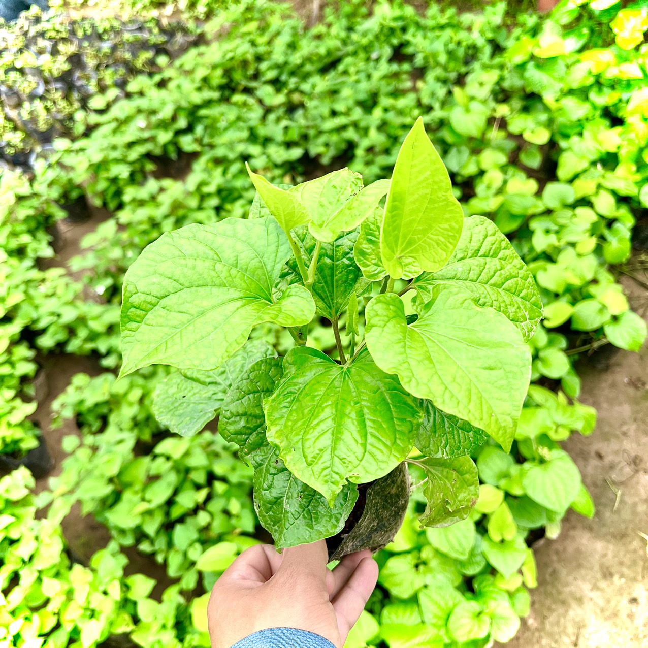 cây lá nốt ( ảnh thật )