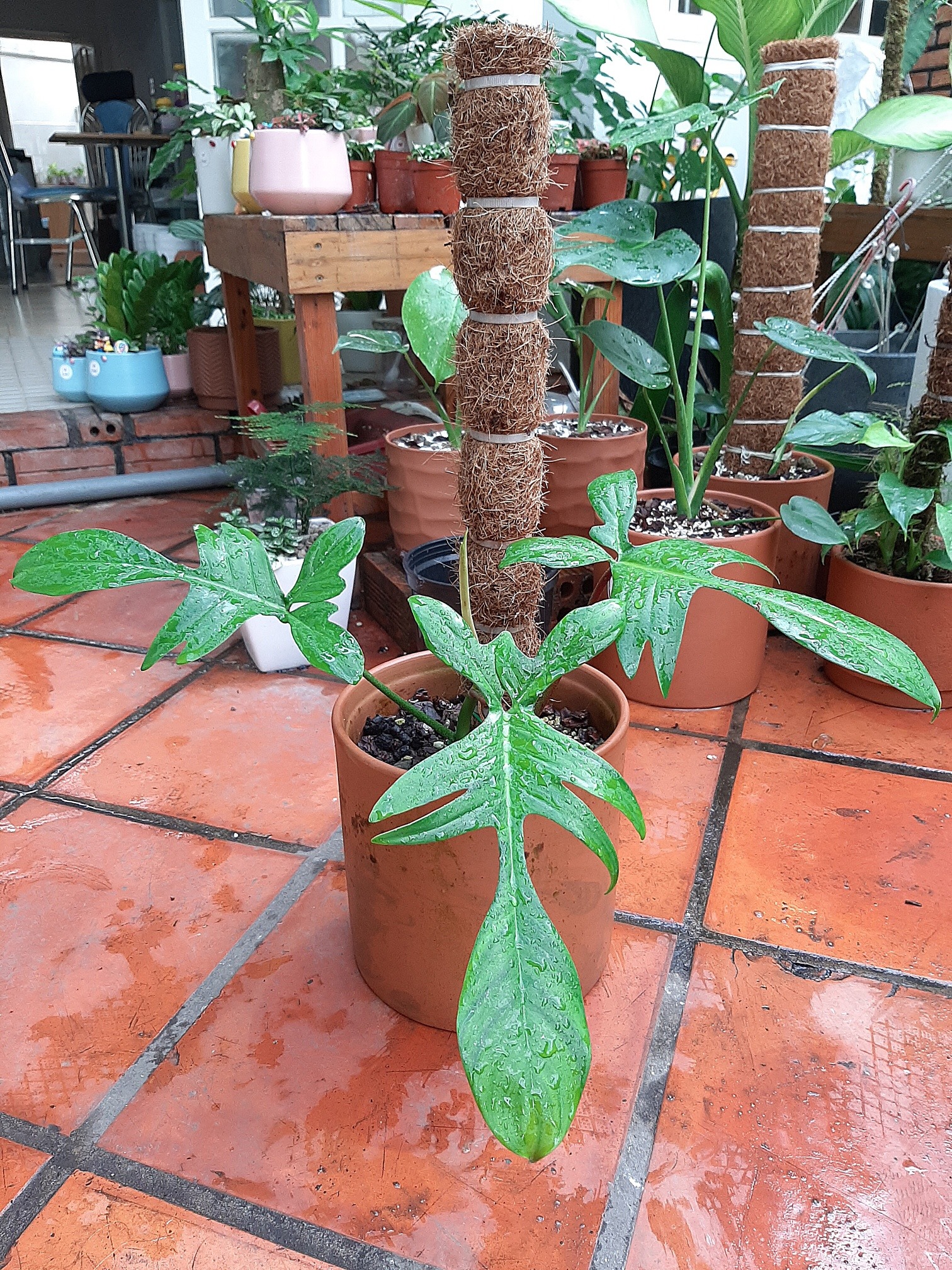 Cây trầu bà cánh én - Cây cảnh để bàn