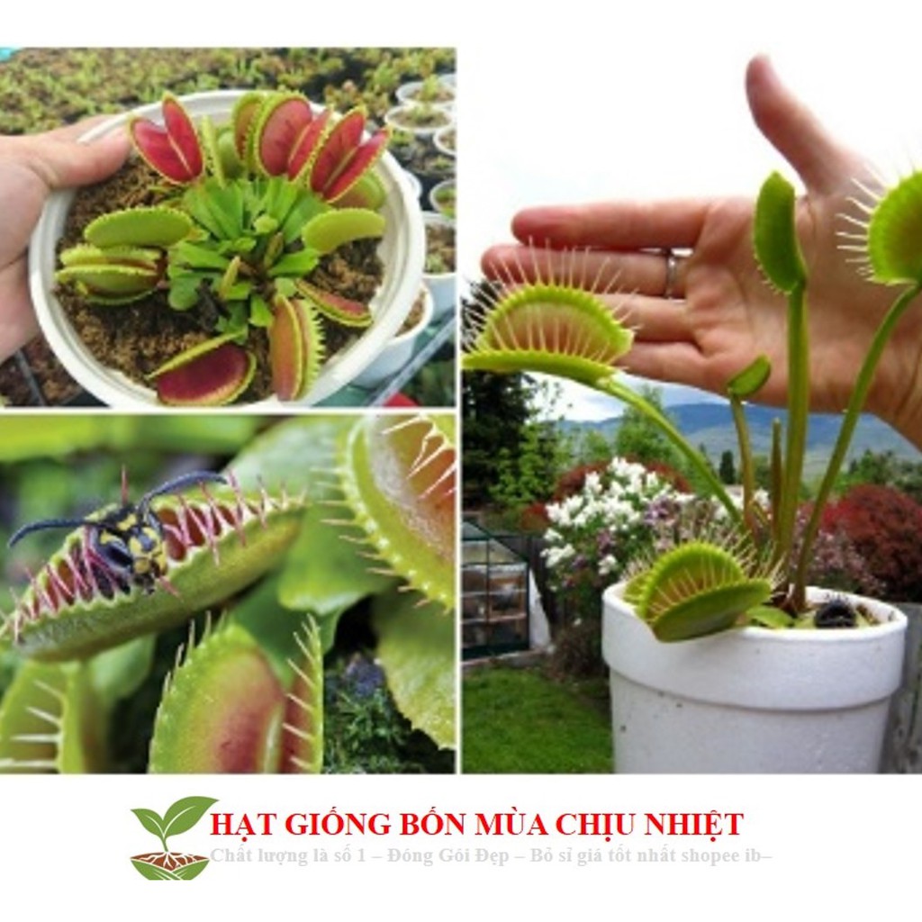 45A GÓI 5 HẠT GIỐNG CÂY BẪY KẸP CÂY BẮT MỒI CÂY BẮT RUỒI