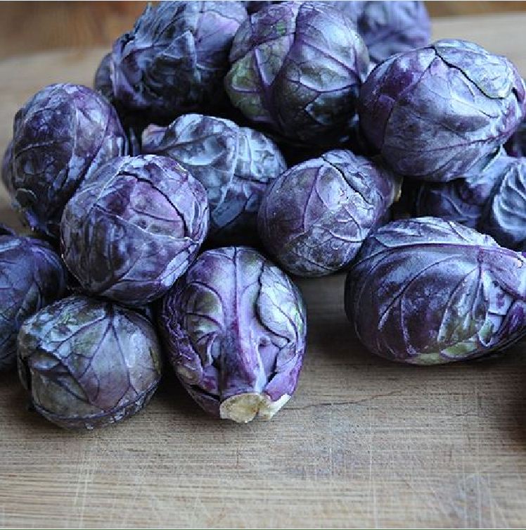 " Gói 50 "Hạt giống bắp cải tím mini ( bắp cải tí hon tím ) [Seeds]