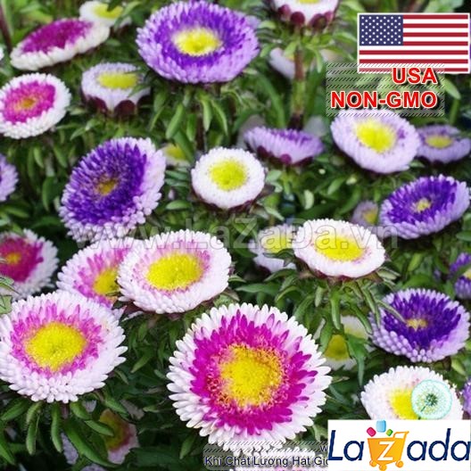 200.hạt hạt giống hoa cúc nhật pompom mix