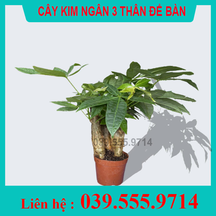 [GIÁ TỐT] Cây Kim ngân 3 thân chậu nhựa (Kim Ngân tài lộc, cây Kim Ngân mini, cây phong thủy)